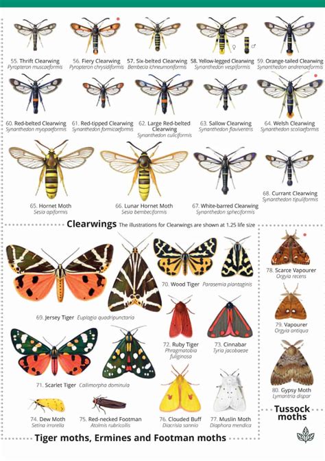 Moth Identification Guide (With Photos) .